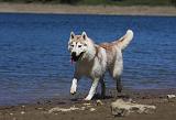 SIBERIAN HUSKY 620
